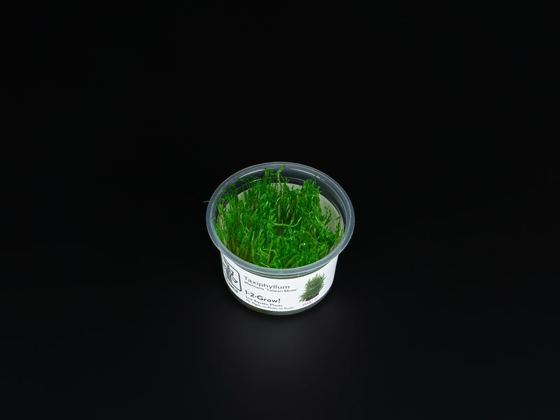 Taxiphyllum alternans 'Taiwan'