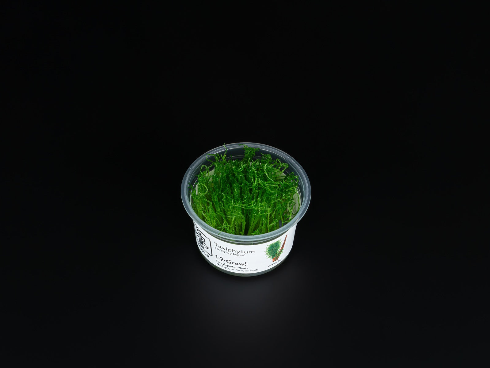 Taxiphyllum sp. 'Spiky Moss'