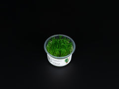 Taxiphyllum sp. 'Spiky Moss'