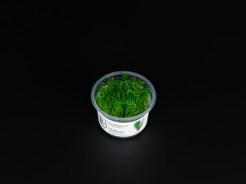 Taxiphyllum sp. 'Spiky Moss'