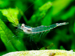 Gold Spot Garnele