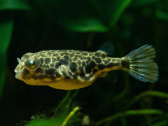 Goldringel-Kugelfisch
