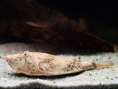 Brauner Kugelfisch