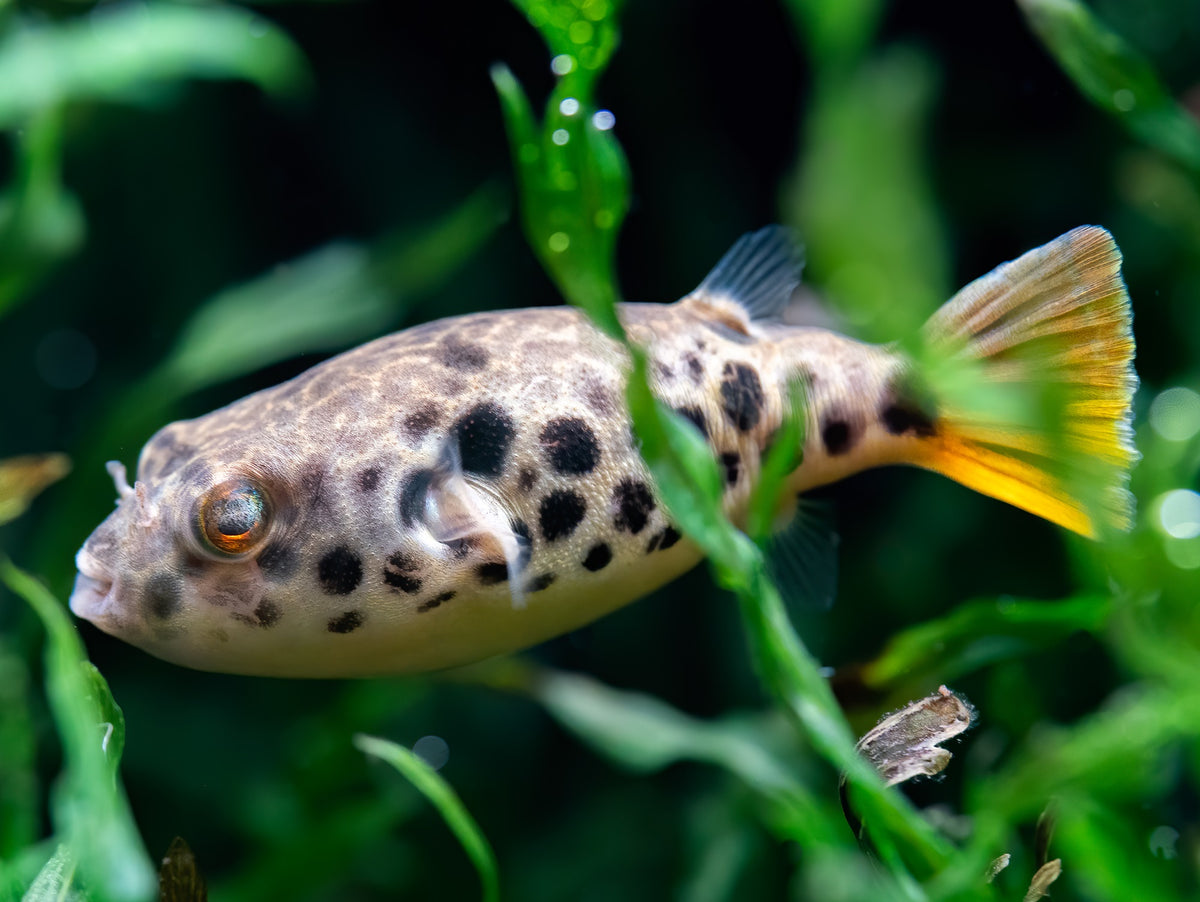 Leopardkugelfisch