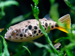 Leopardkugelfisch