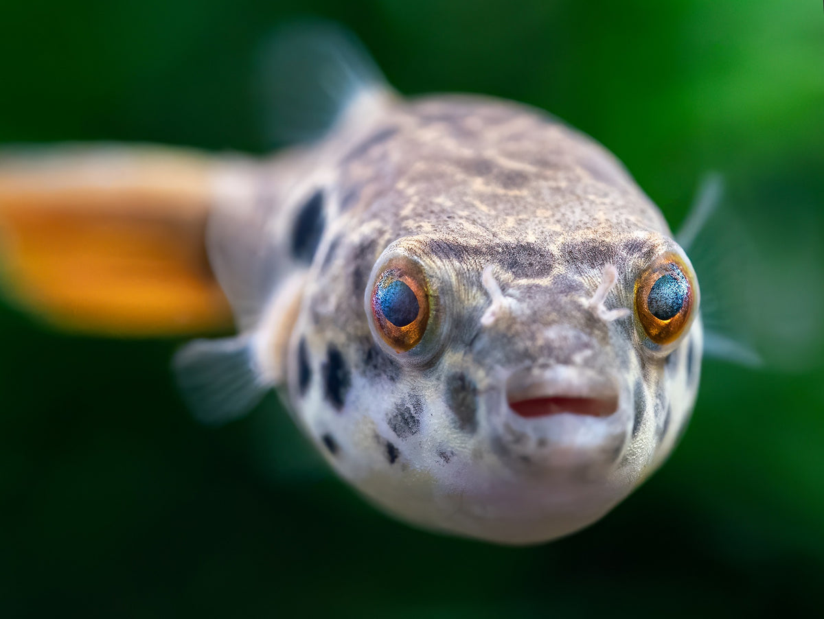 Leopardkugelfisch
