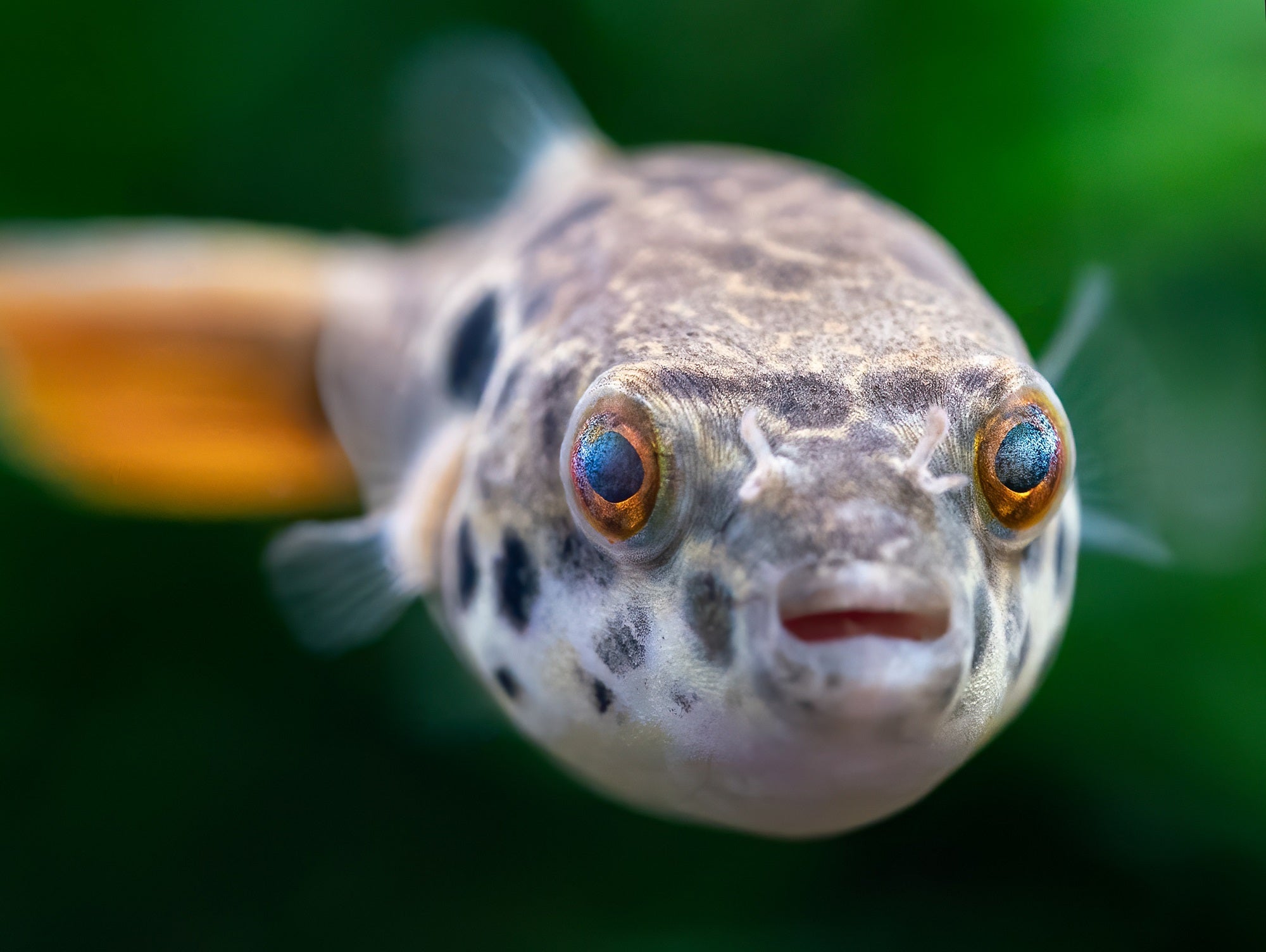 Leopardkugelfisch