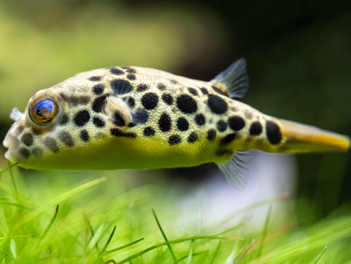 Leopardkugelfisch
