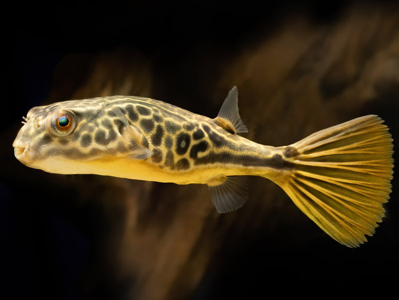 Goldringel-Kugelfisch