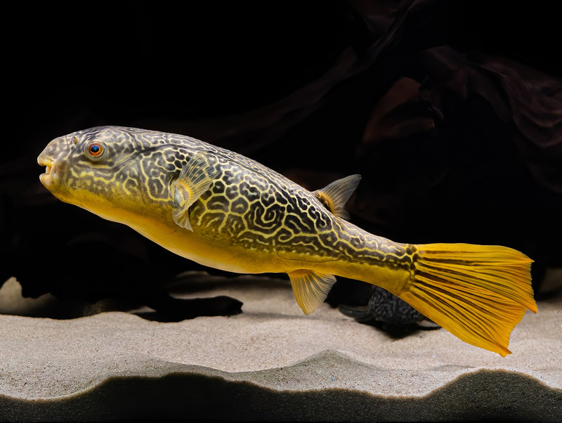 Goldringel-Kugelfisch