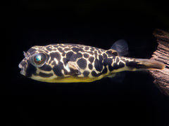 Goldringel-Kugelfisch