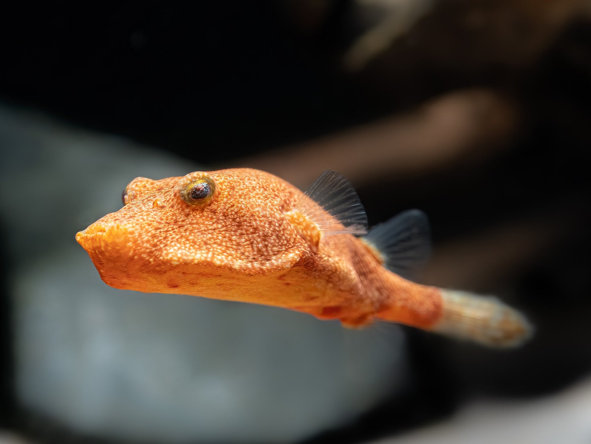 Brauner Kugelfisch