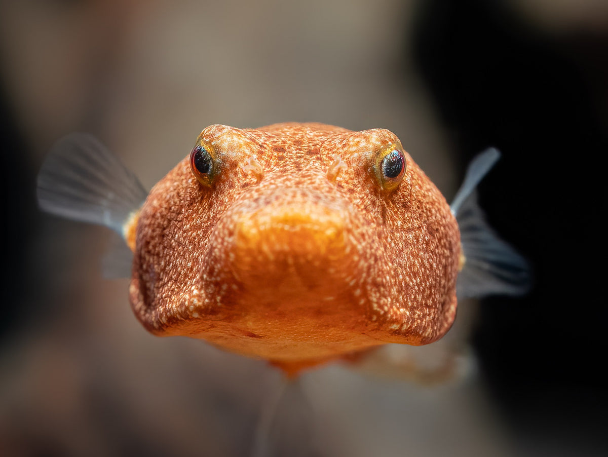 Brauner Kugelfisch