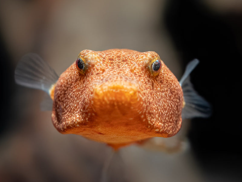 Brauner Kugelfisch
