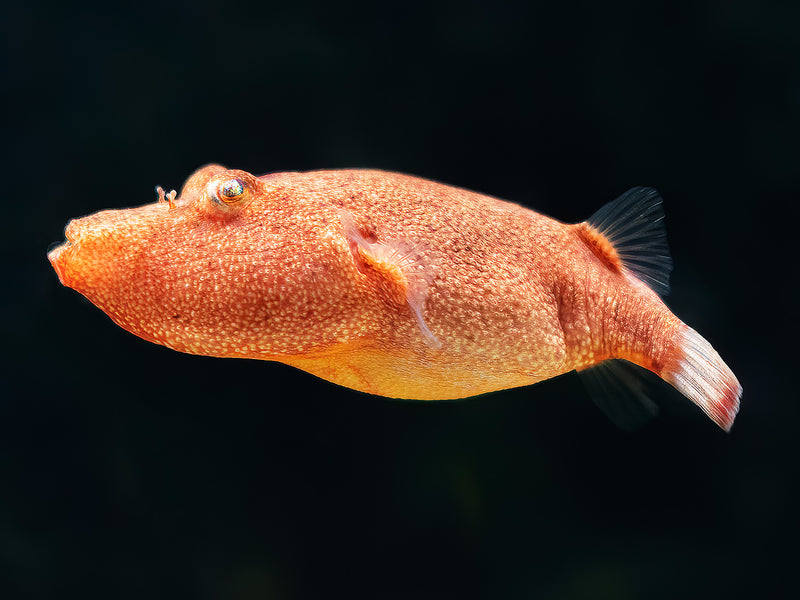 Brauner Kugelfisch