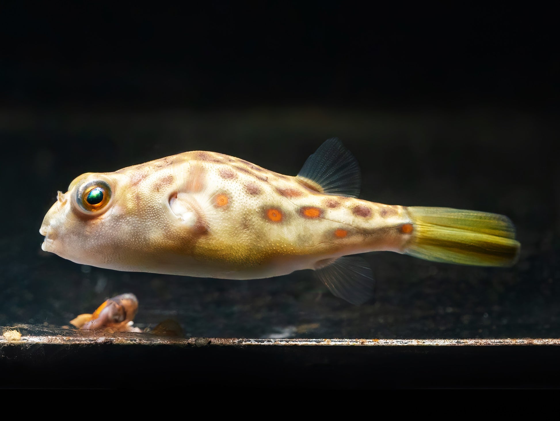 Cross River Kugelfisch