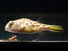 Cross River Kugelfisch