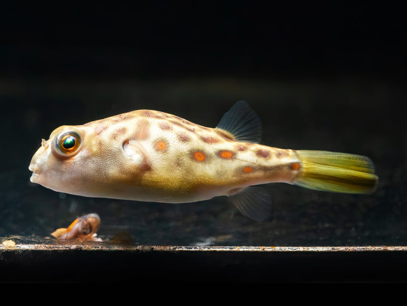 Cross River Kugelfisch