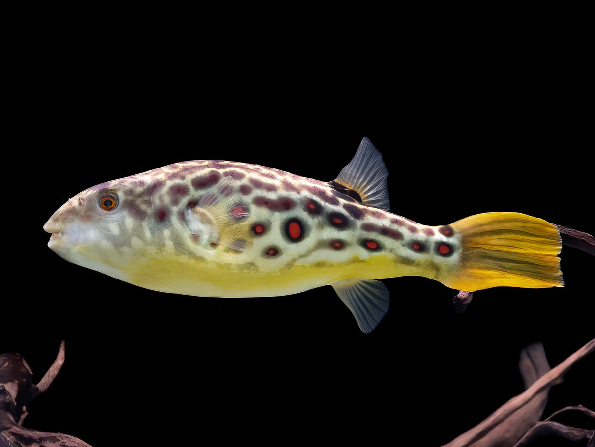 Cross River Kugelfisch