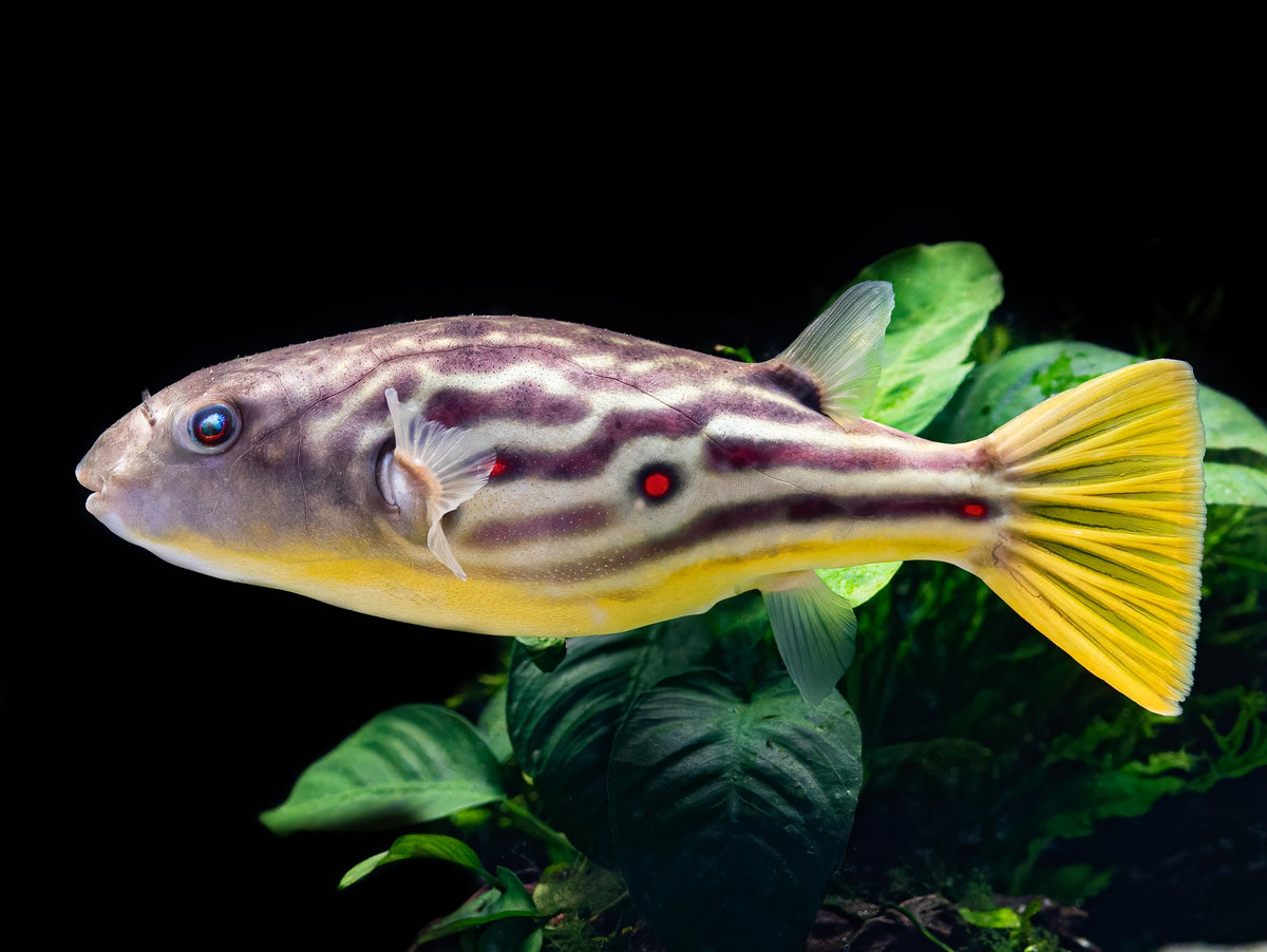 Cross River Kugelfisch