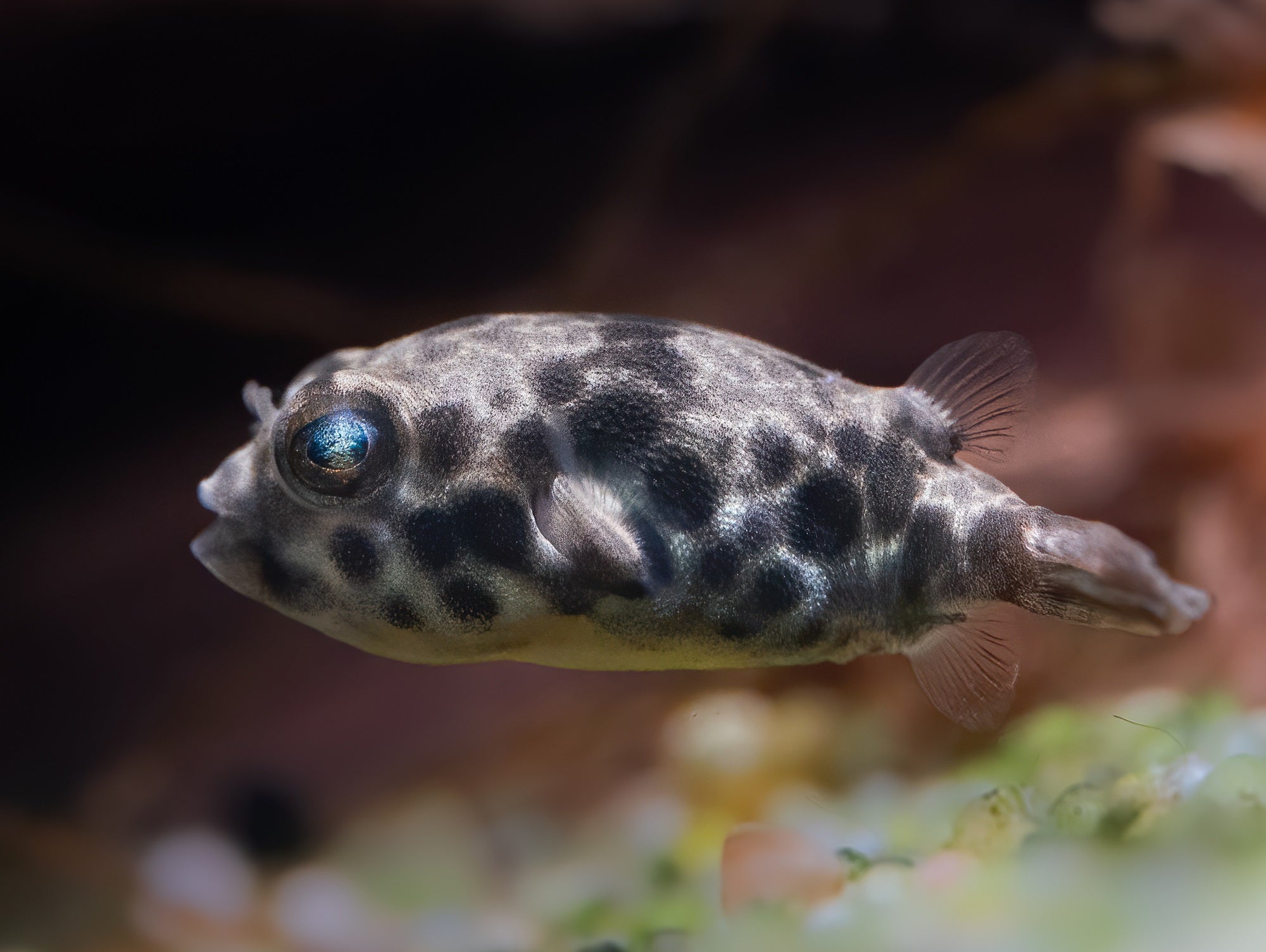Leopardkugelfisch