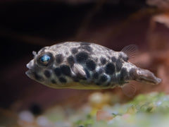 Leopardkugelfisch