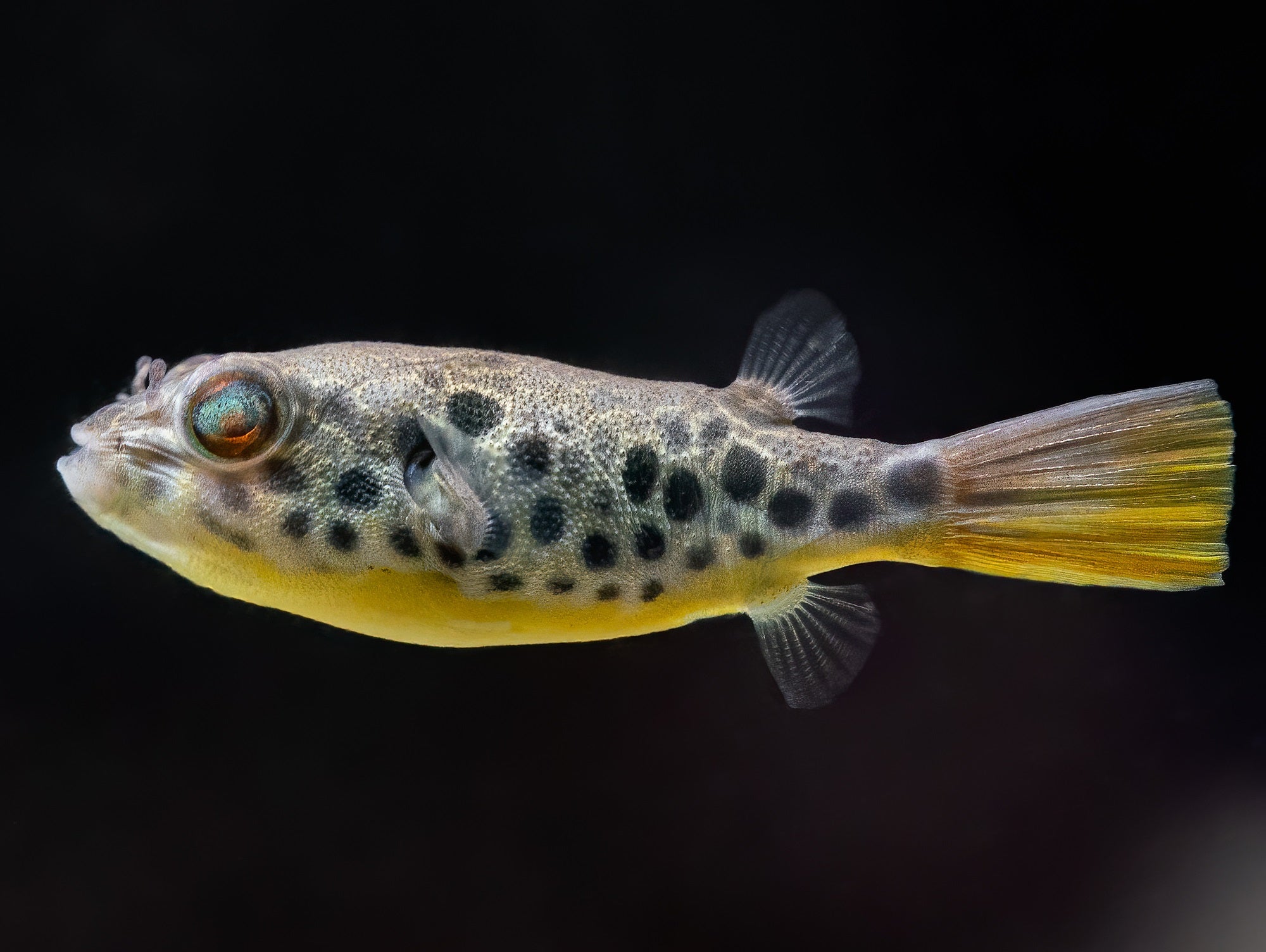 Leopardkugelfisch