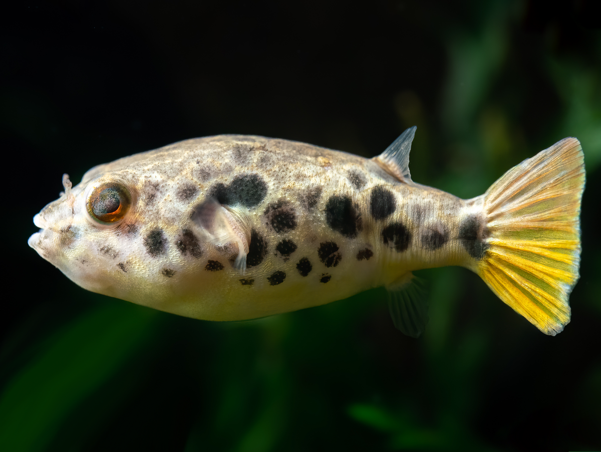 Leopardkugelfisch