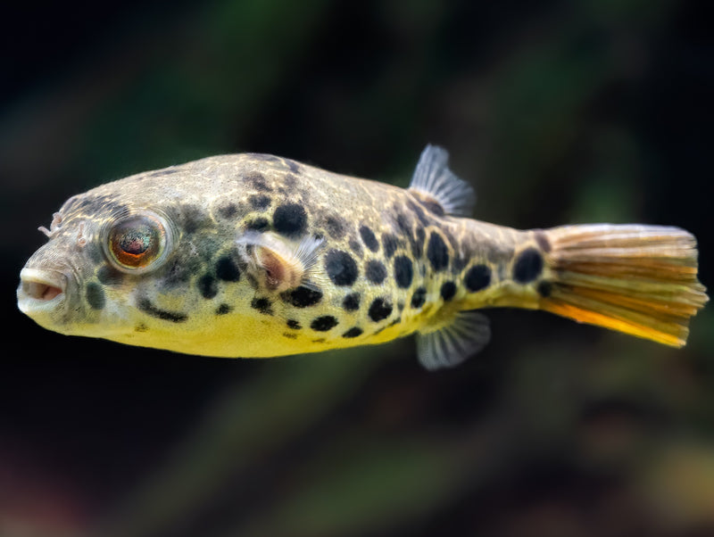 Leopardkugelfisch
