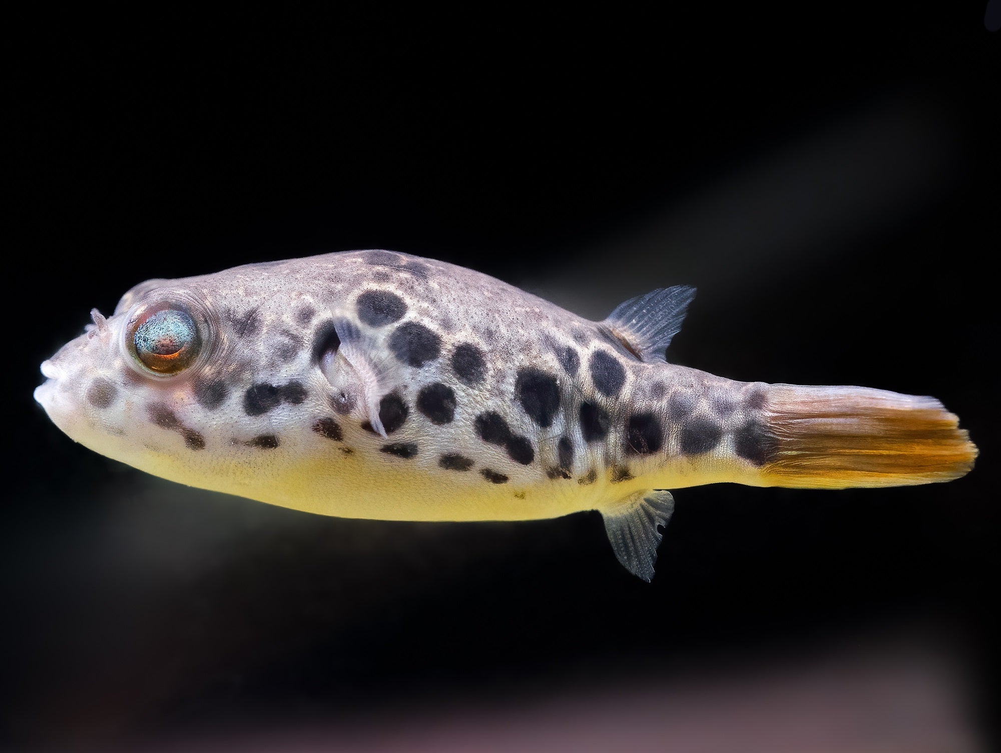 Leopardkugelfisch