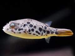 Leopardkugelfisch