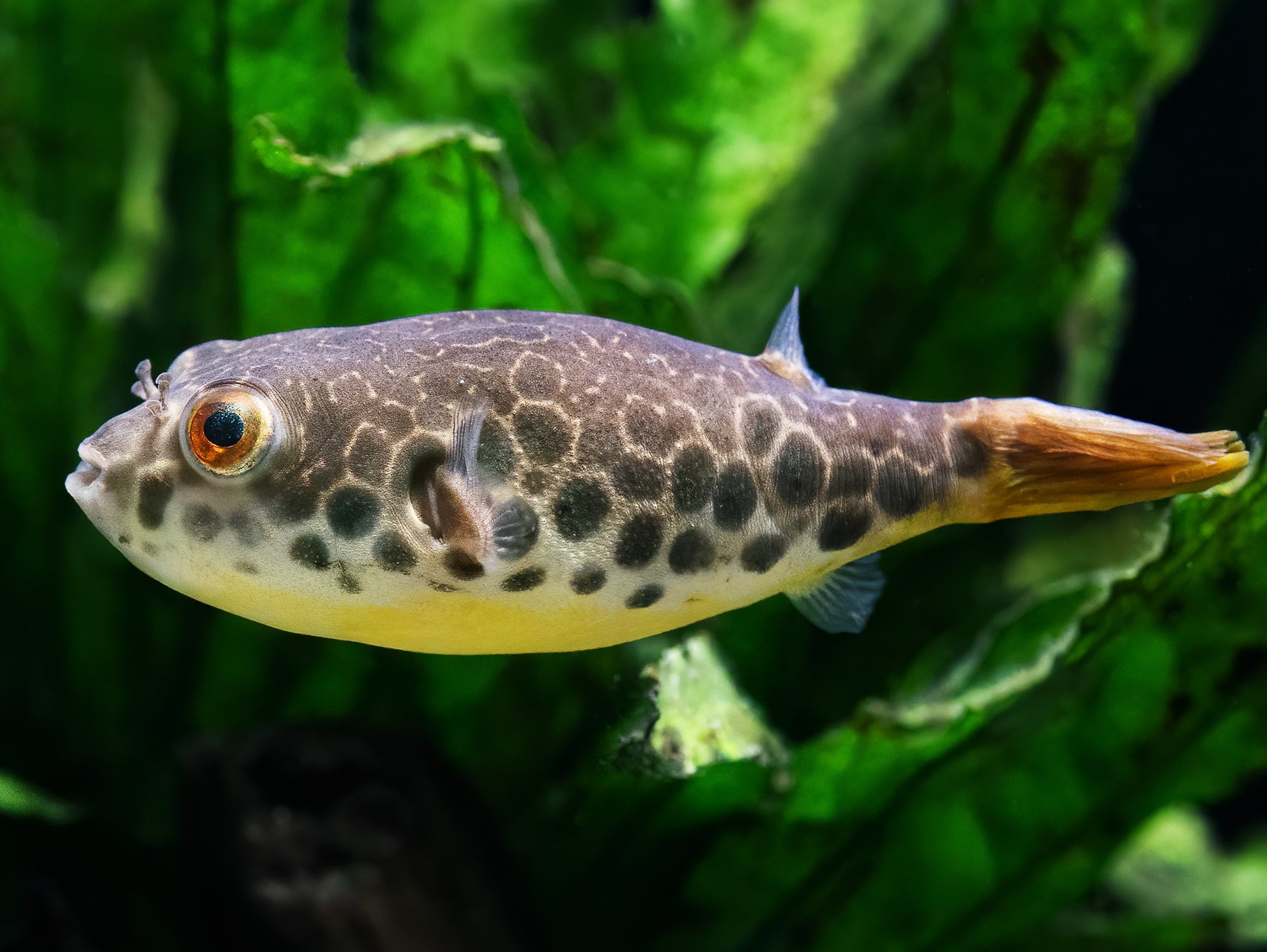 Leopardkugelfisch