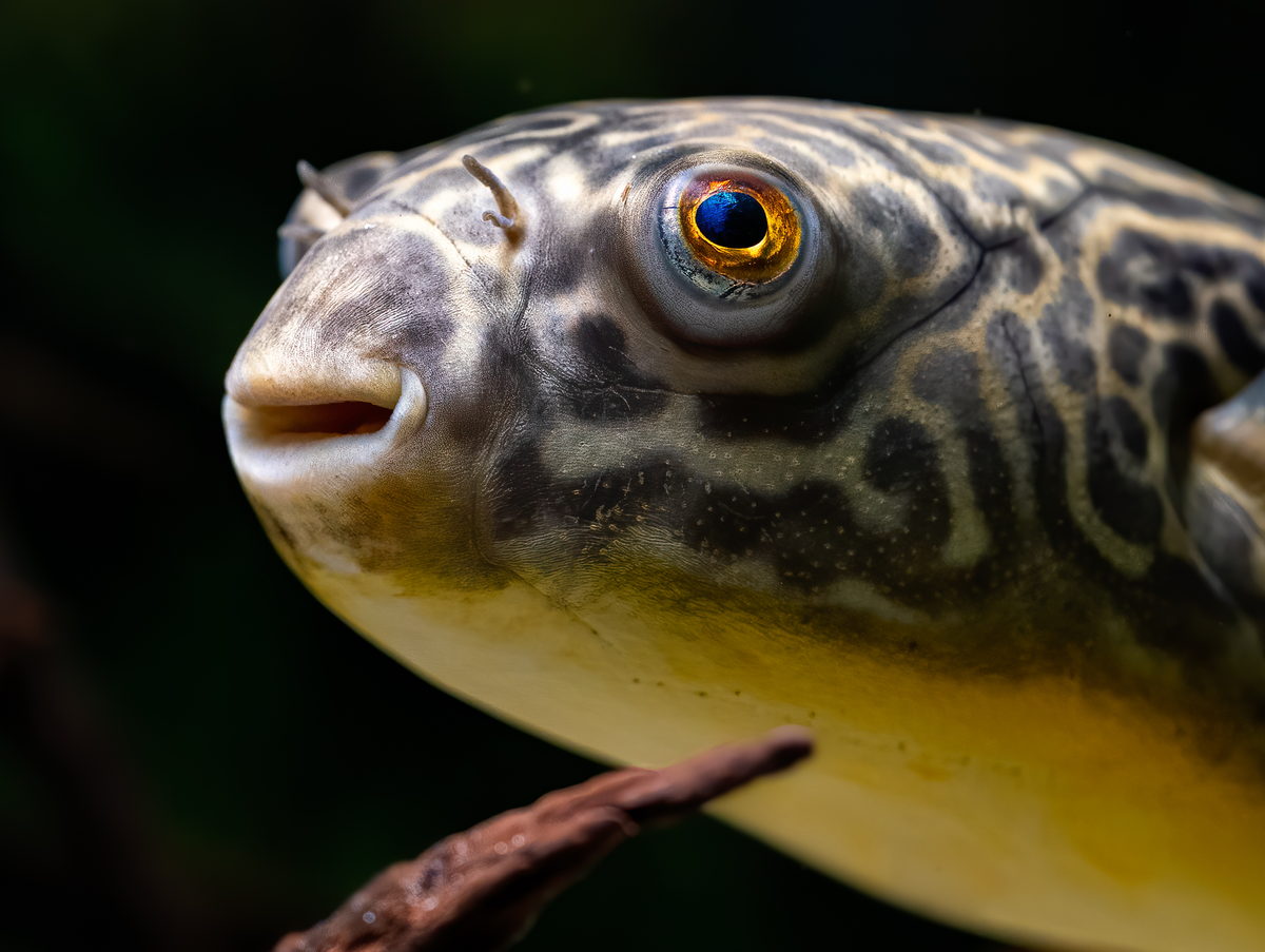 Goldringel-Kugelfisch