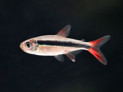 Rotflossen Schrägschwimmer