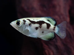 Süßwasser-Schützenfisch