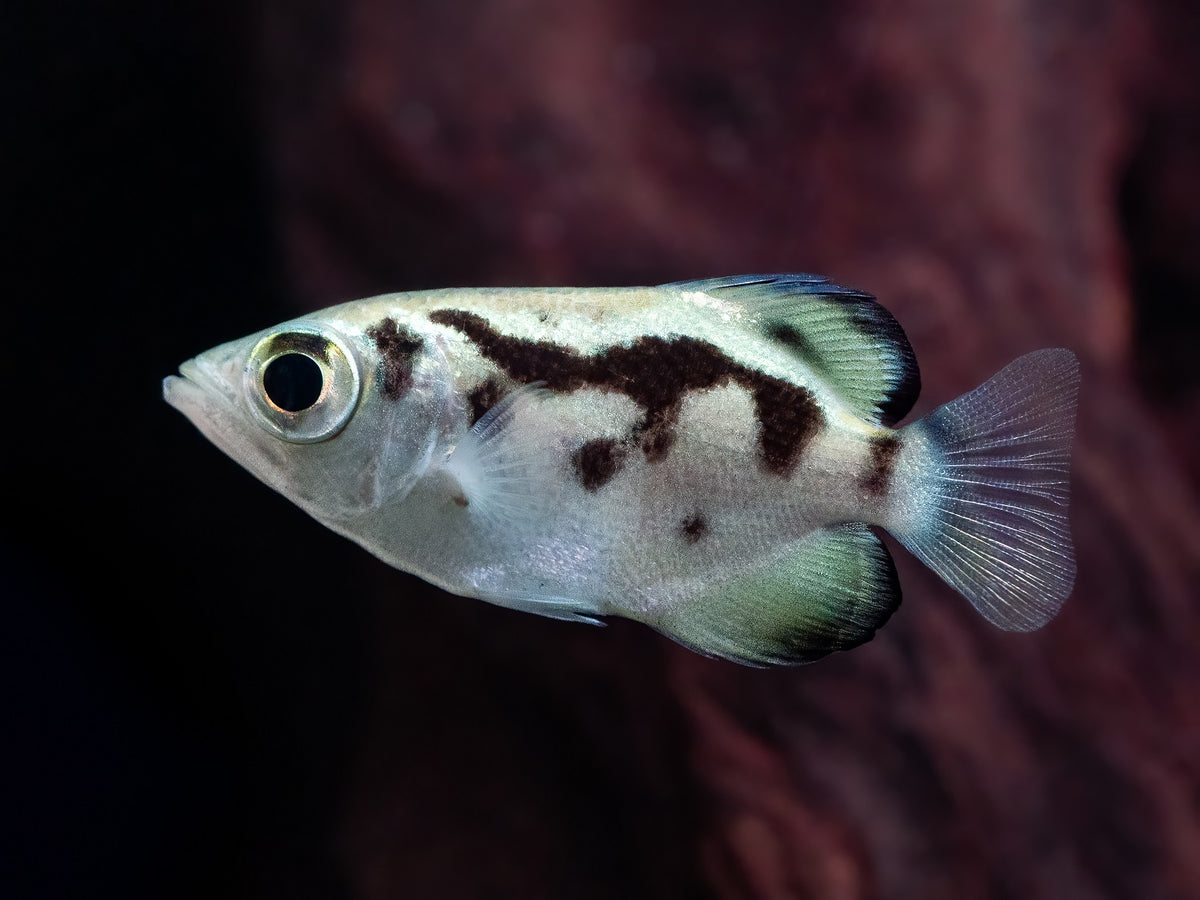 Süßwasser-Schützenfisch
