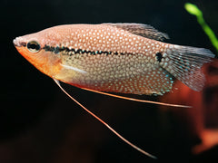 Mosaikfadenfisch