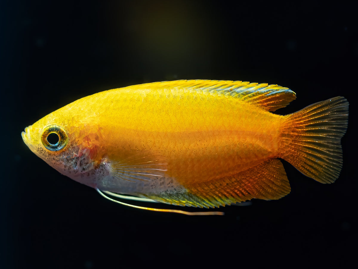 Goldener Honiggurami