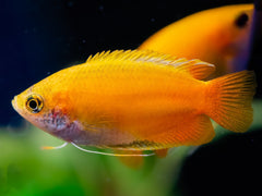 Goldener Honiggurami