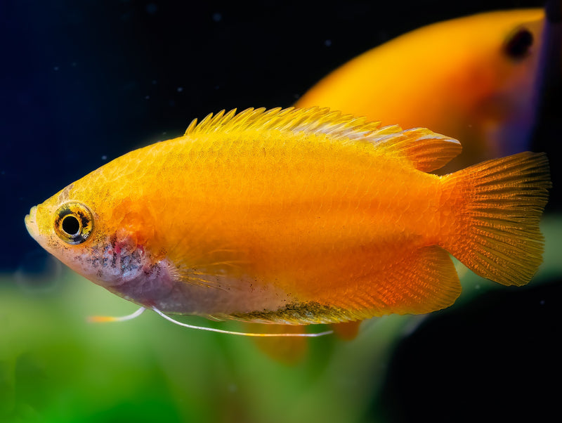 Goldener Honiggurami