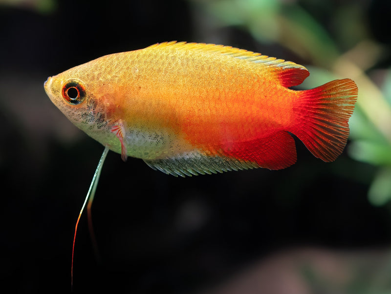 Goldener Honiggurami