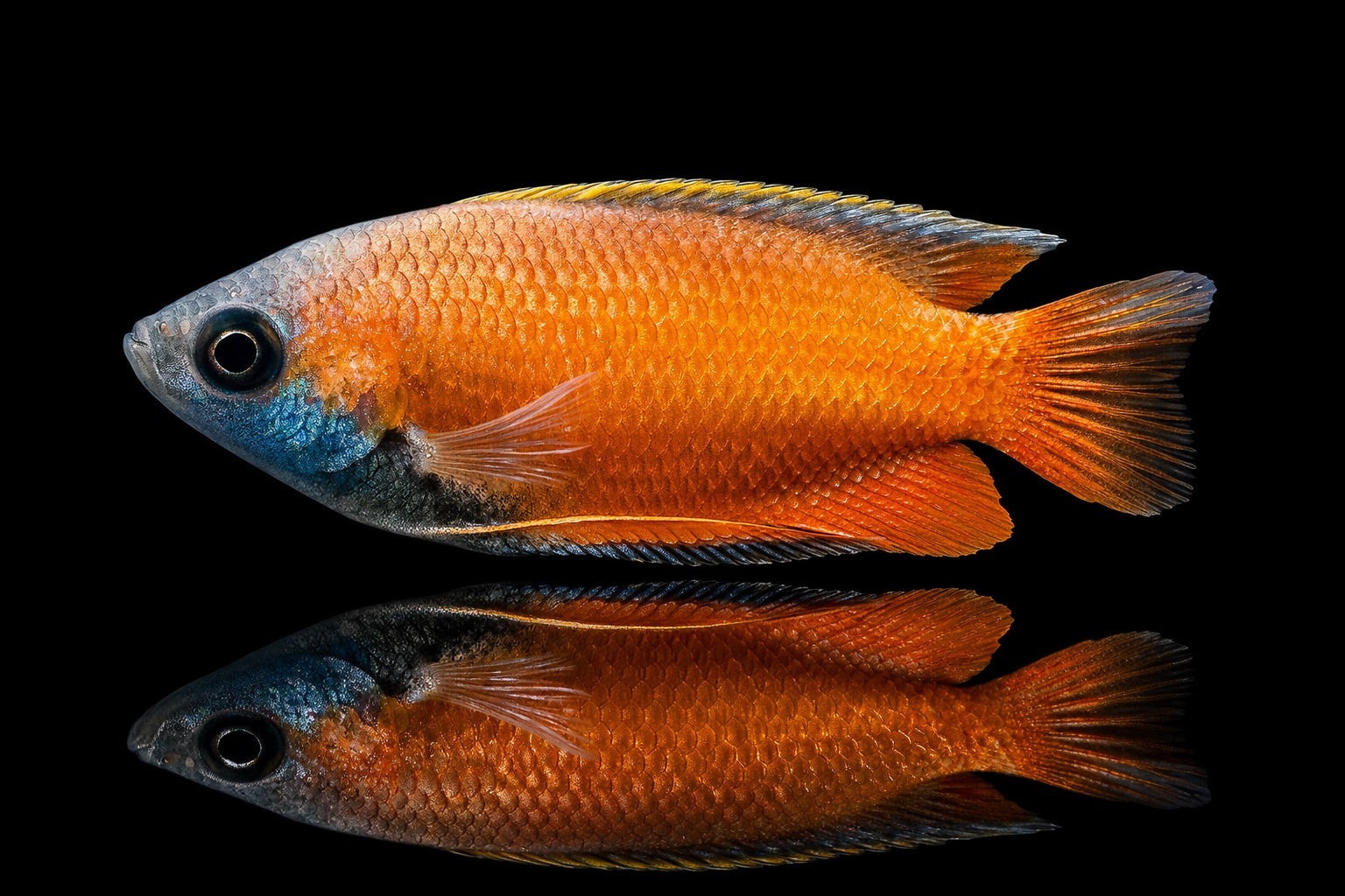 Honiggurami