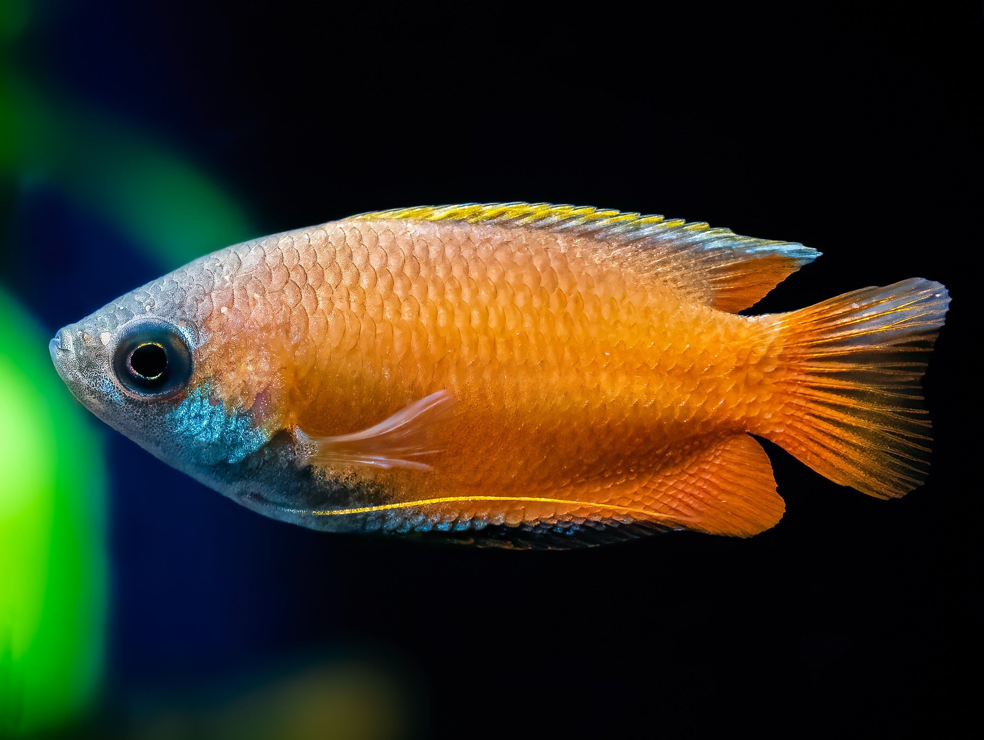 Honiggurami