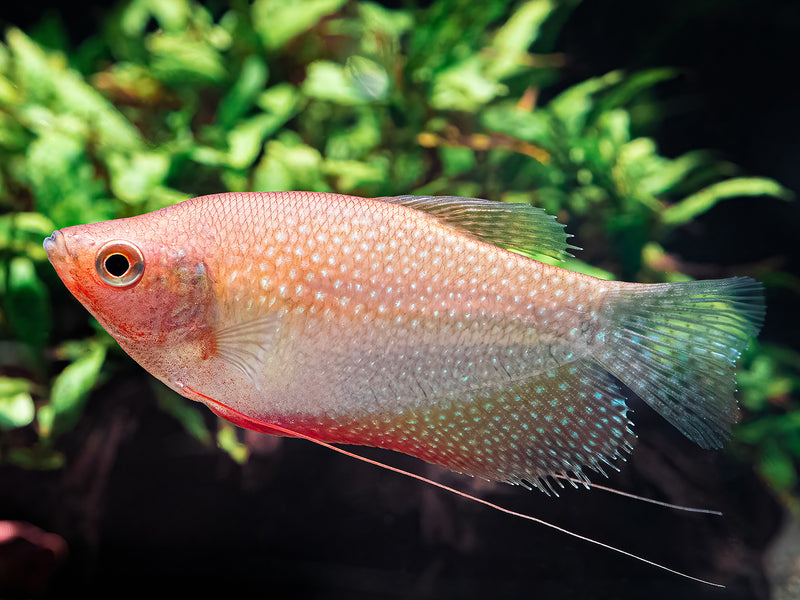 Trichopodus leerii 'gold'