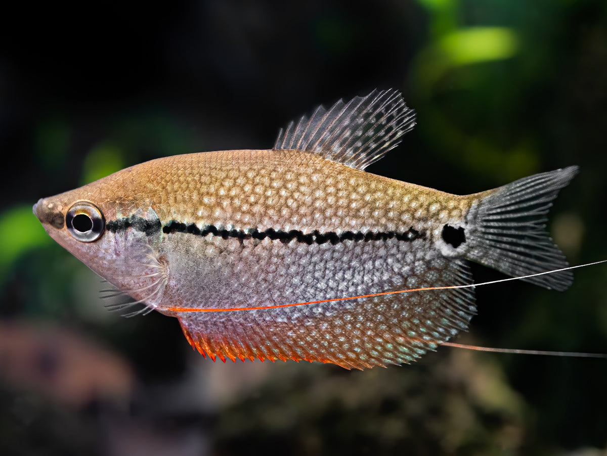 Mosaikfadenfisch