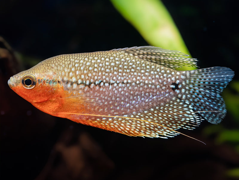 Mosaikfadenfisch