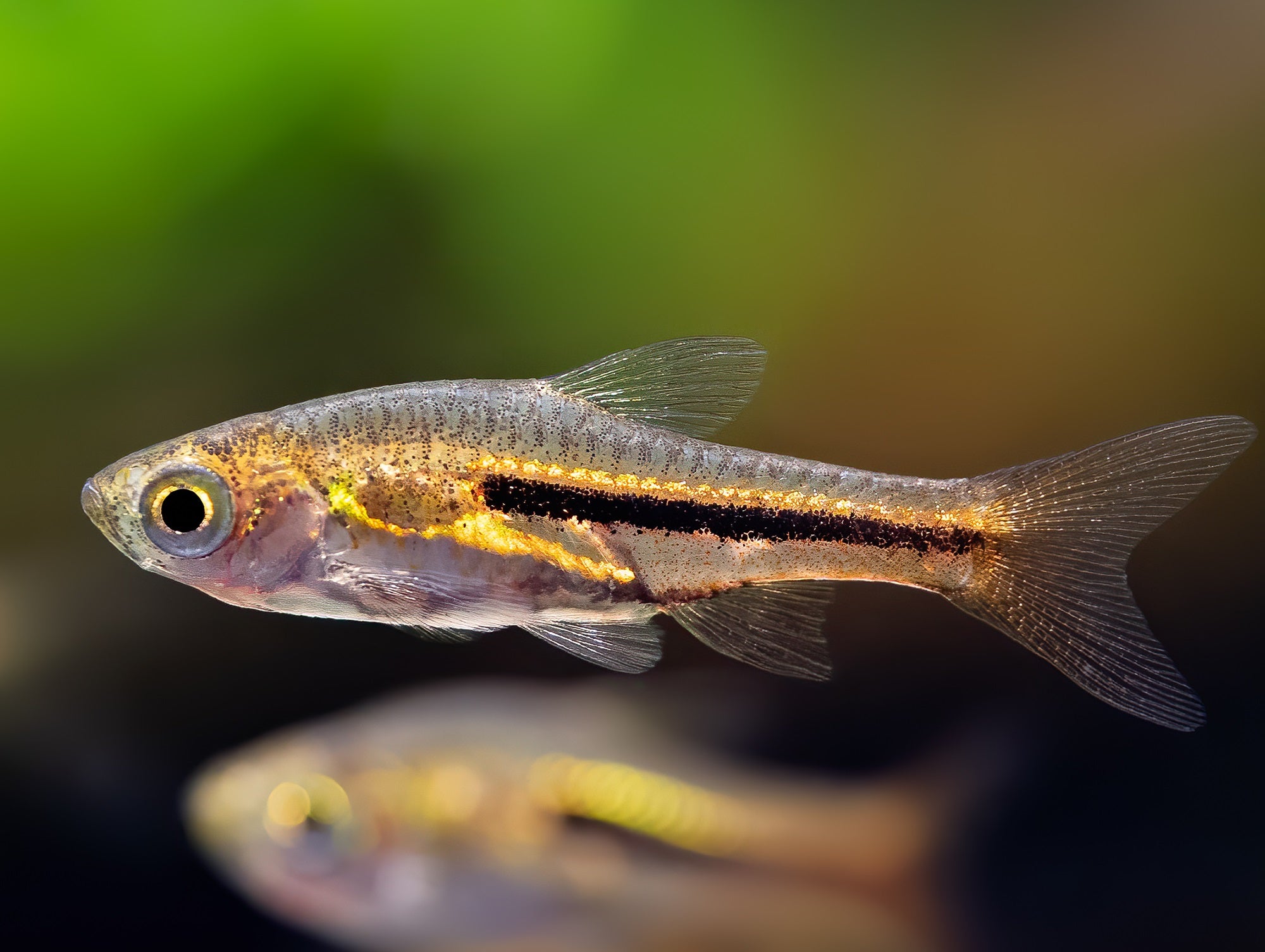 Somphongs Zwergbärbling
