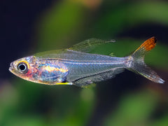 Kolibrisalmler