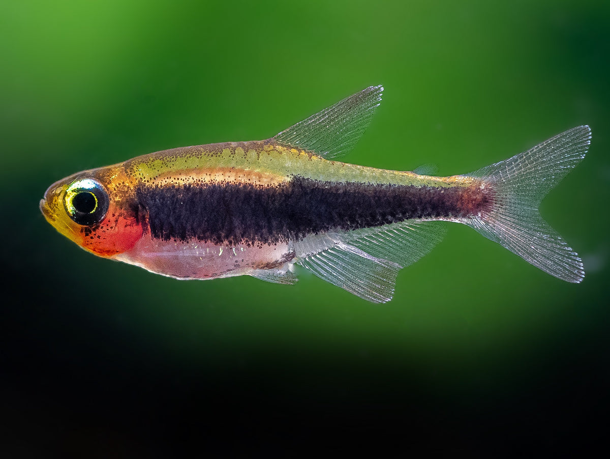Tucanosalmler