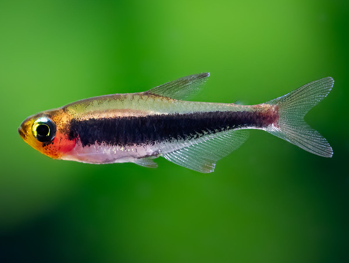 Tucanosalmler